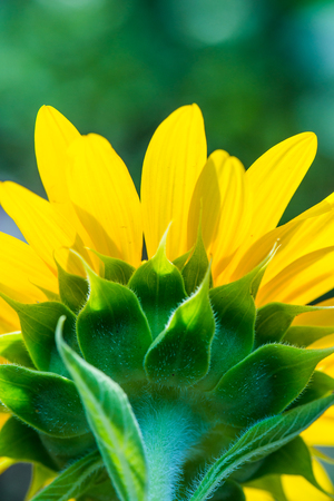 Close up of sunflower, Thailandの写真素材