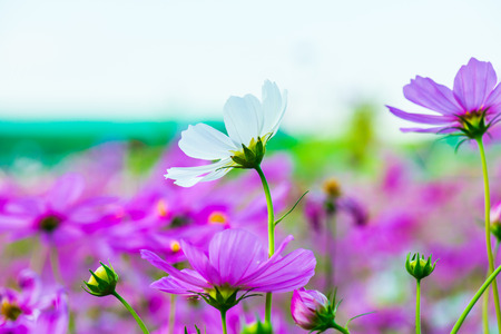 Close up of cosmos flowers, Thailandの写真素材
