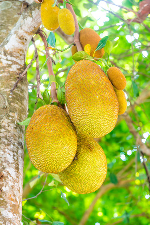 Jackfruit on tree, Thailand