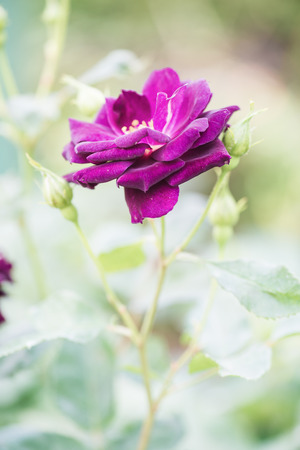 Midnight Blue Rose or Dark Violet Rose in Garden, Thailand.の写真素材