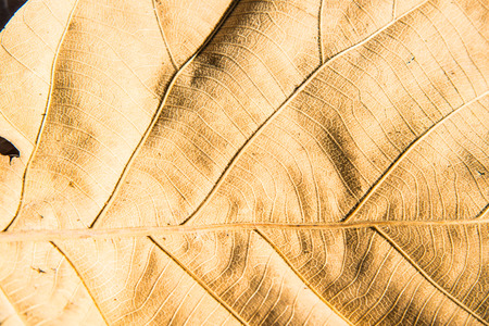 Close up of teak leaf, Thailand