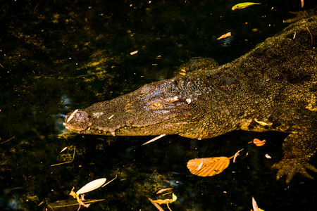 Freshwater Crocodile or Siamese Crocodile, Thailand