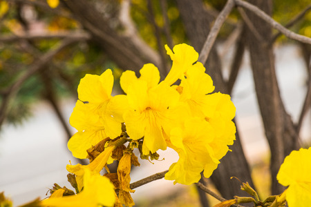 Dwarf Golden Trumpet flower in Thai, Thailand