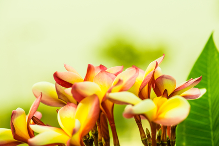 Close up of Frangipani flowers, Thailandの写真素材