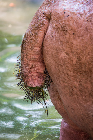 Tail of Hippopotamus, Thailandの写真素材