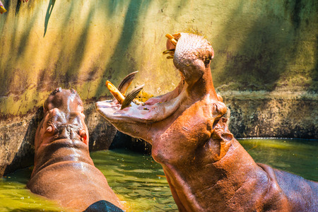 Hippopotamus in the water, Thailandの写真素材