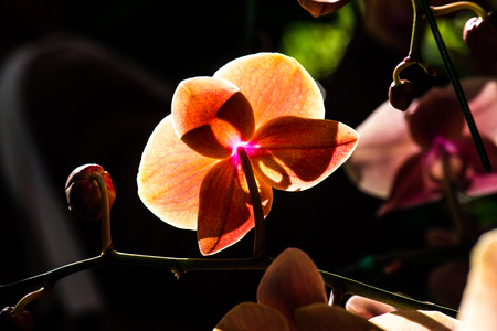 Close Up of Orchid Flowers, Thailand.の写真素材