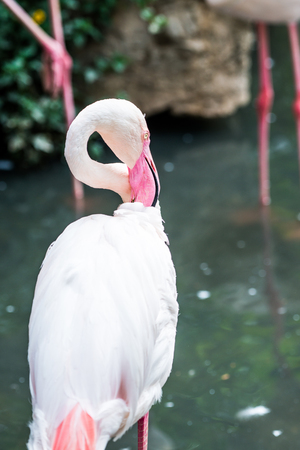 Portrait of Greater Flamingo Bird in Thai, Thailandの写真素材