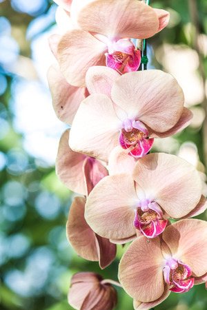 Close Up of Orchid Flowers, Thailand.の写真素材