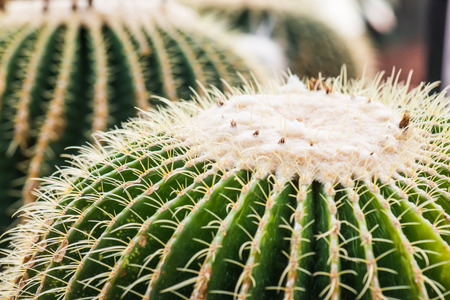 Close Up of Golden Barrel Cactus or Echinocactus grusonii Hildm. in Thailand