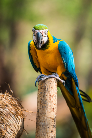 Blue and Gold Macaw on the branch in Thailandの写真素材