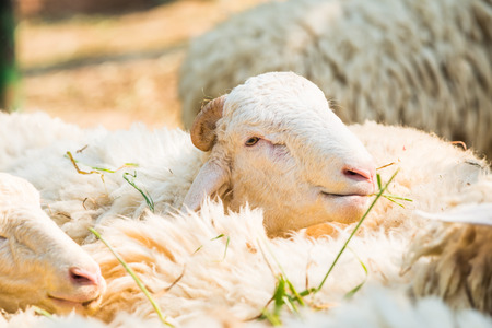 Sheep farm in Thai, Thailandの写真素材