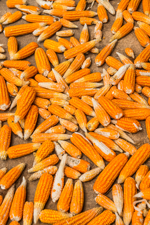 Dried corn on the ground, Thailandの写真素材