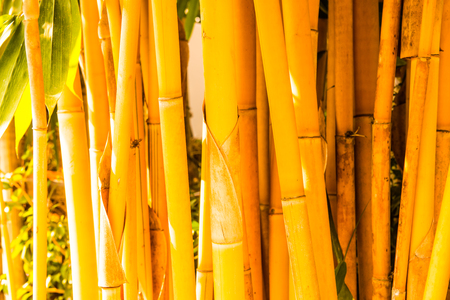 Yellow bamboo background, Thailandの写真素材