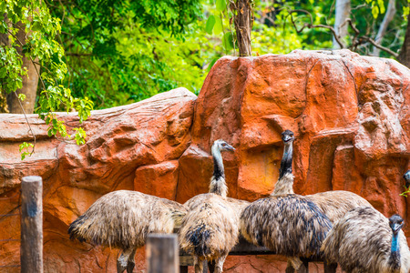 Portrait of Emu Bird, Thailandの写真素材