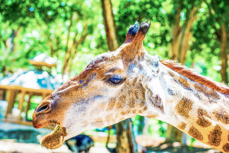 Head shot of Giraffe, Thailand.の写真素材