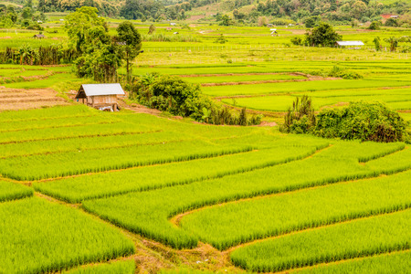 Rice terraces in country, Thailand.のeditorial素材