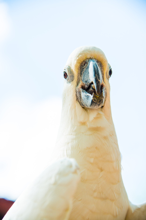 Portrait of Yellow-crested Cockatoo, Thailandの写真素材