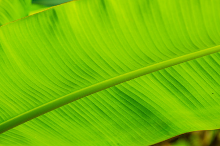 Banana leaf background in nature, Thailandの写真素材
