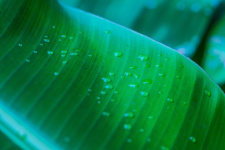 Banana leaf background in nature, Thailandの写真素材