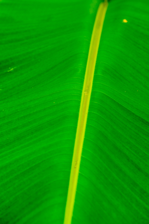 Banana leaf background in nature, Thailand