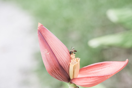 Banana bud in nature, Thailand
