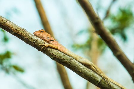 Chameleon on the branch in nature, Thailandの写真素材