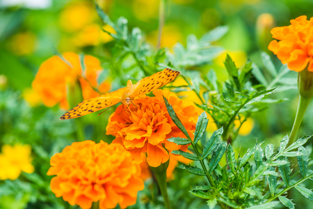 Brown butterfly on flower in garden, Thailandの写真素材
