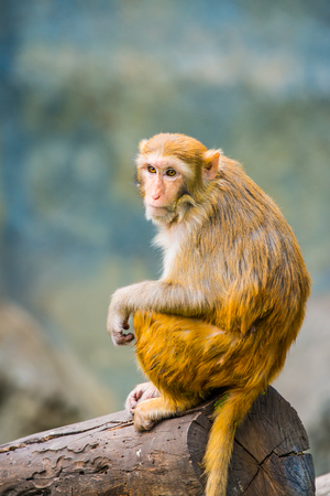 Portrait of Rhesus Macaque, Thailandの写真素材