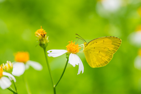 Yellow butterfly on flower in the garden, Thailandの写真素材