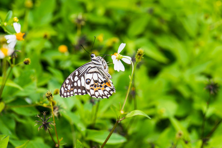 Beautiful butterfly on flower in the garden, Thailand