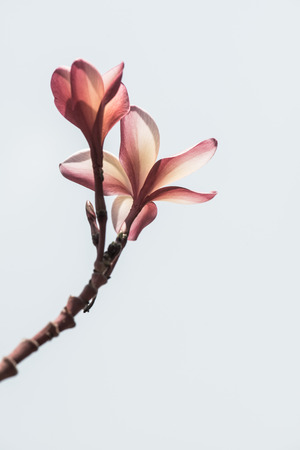 Frangipani flower on blue sky background, Thailandの写真素材