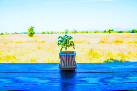 Little plant on table, Thailandの写真素材
