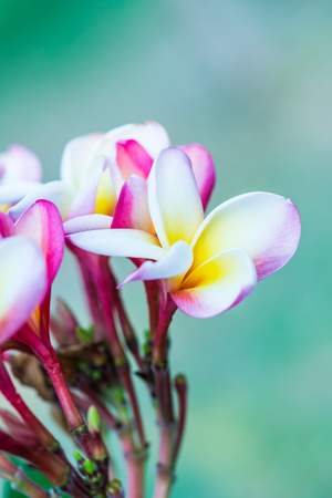 Close up of Frangipani flowers, Thailandの写真素材
