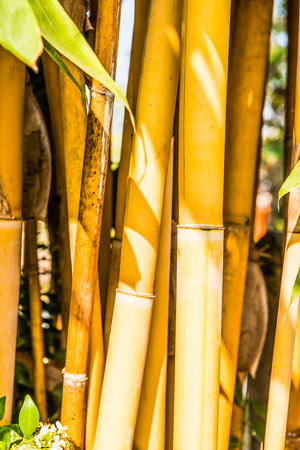 Yellow bamboo background, Thailandの写真素材