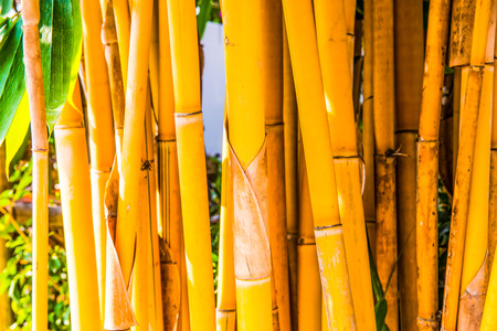 Yellow bamboo background, Thailandの写真素材