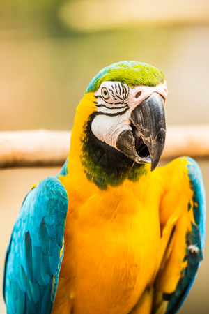 Blue and Gold Macaw on the branch in Thailandの写真素材