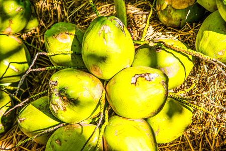 Fresh coconuts, Thailandの写真素材