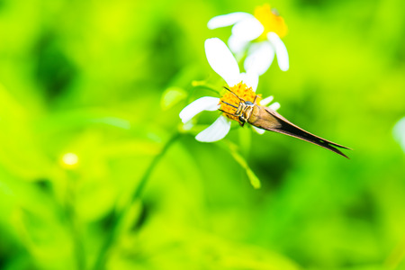 Black butterfly on flower in the garden, Thailand