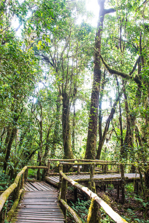 Nature Trail in Doi Inthanon National Park, Thailandの写真素材