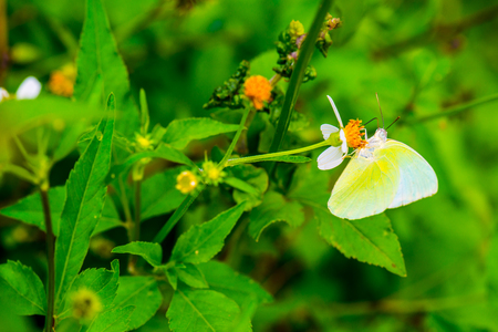 Yellow butterfly on flower in the garden, Thailandの写真素材