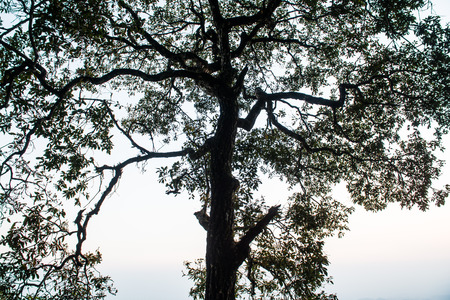 Tree Silhouette, Thailand
