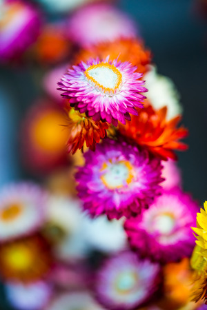 Straw flowers, Thailandの写真素材