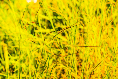 Grass flower in national park, Thailand.の写真素材