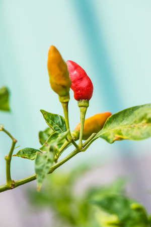Fresh chili on plant, Thailandの写真素材