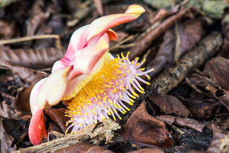 Cannonball Flower or Sal Flower in Thai, Thailandの写真素材