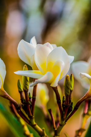Close up of white Frangipani flowers, Thailandの写真素材