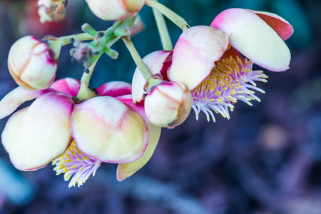 Cannonball Flower or Sal Flower in Thai, Thailandの写真素材