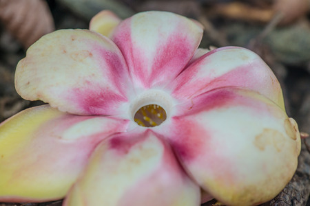 Cannonball Flower or Sal Flower in Thai, Thailand