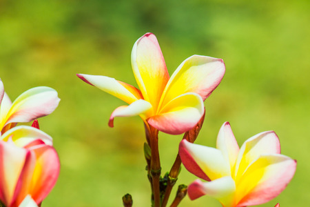 Close up of Frangipani flowers, Thailandの写真素材